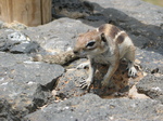 27921 Barbary Ground Squirrel.jpg